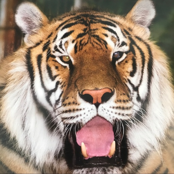 FERGIE Bronze Platform Heels NWT! - Picture 3 of 8